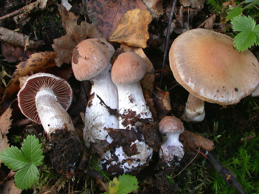 Privigni o Bivellus ????